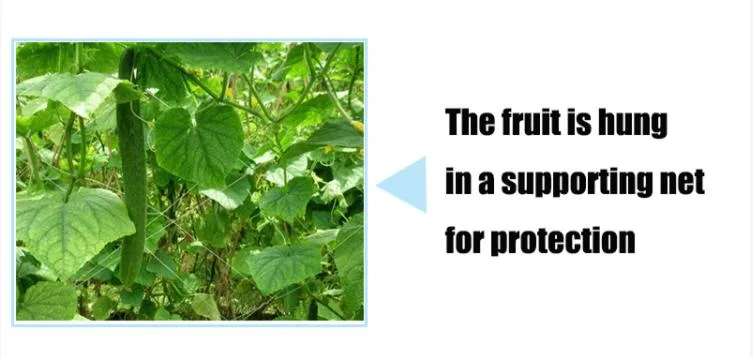 PP Plastic Plant Support Climbing Net Garden Fasten Trellis Net for Bean Cucumber Agriculture